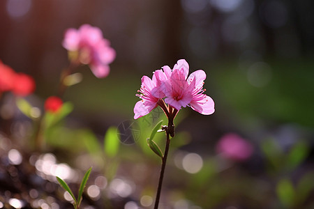 鲜艳的小花图片