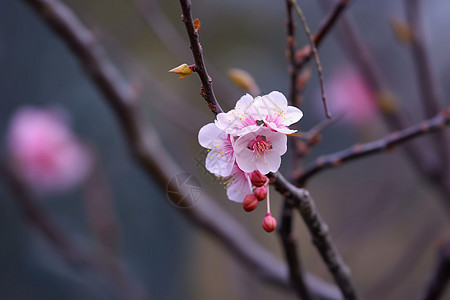 唯美的花图片