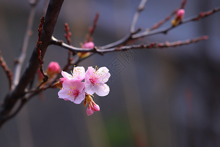 美丽的花朵图片