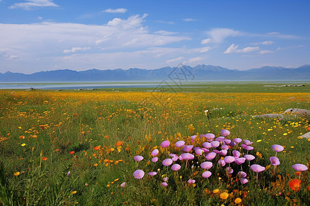 美丽的花海背景图片