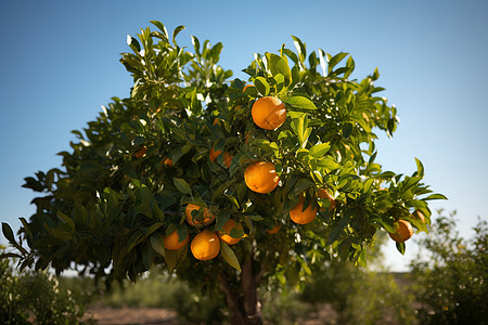 阳光下的橘子树图片