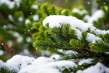 冬天的树木白雪小寒高清图片