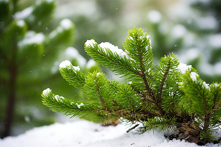 落雪的树木落雪树木高清图片