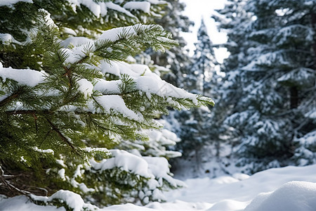 挂满雪花的树木图片