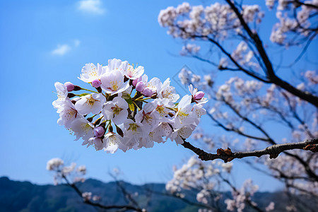 美丽的桃花图片