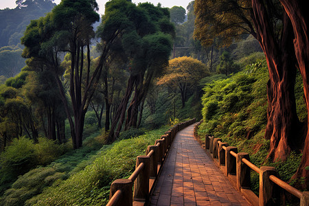 森林里的风景图片