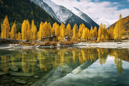 秋天的树木和背后的雪山成为一道美丽的风景背景图片