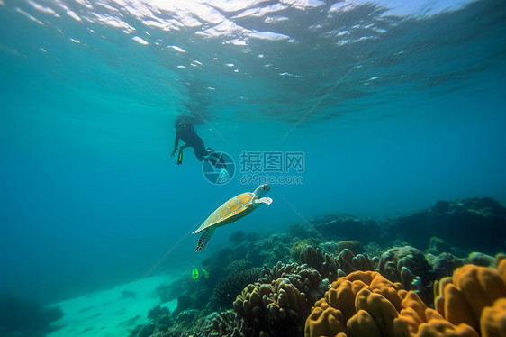 潜水员和海龟一起游向了海面图片