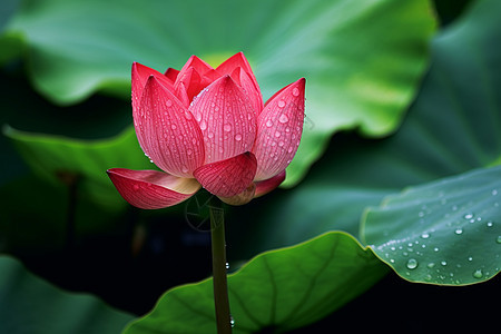 雨后的荷花图片