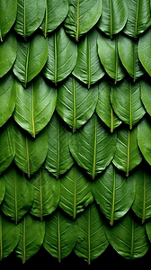 端午节粽子叶子背景图片