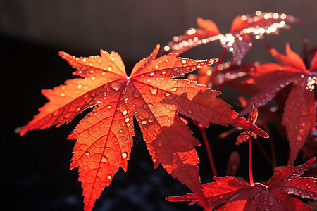 秋天红色的植物图片