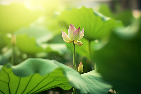 盛开的莲花纯洁清雅荷花高清图片