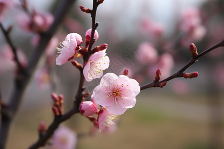 美丽的粉色桃花背景图片