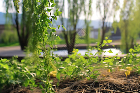 户外田野的植物图片