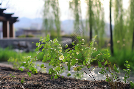 农田里的植物图片