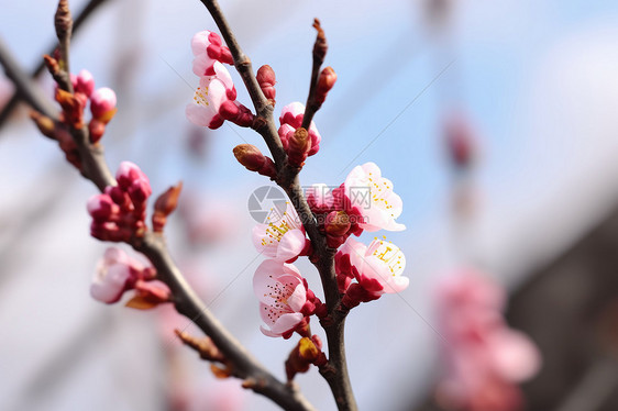 春天美丽的植物花朵图片