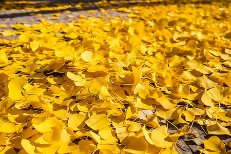 掉落的黄色叶子图片