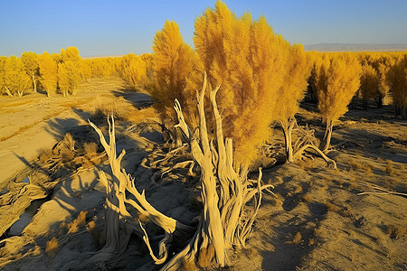 炎热沙漠里的胡杨林图片