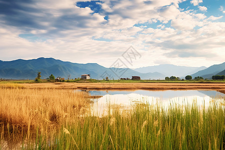 广袤无垠的湿地图片