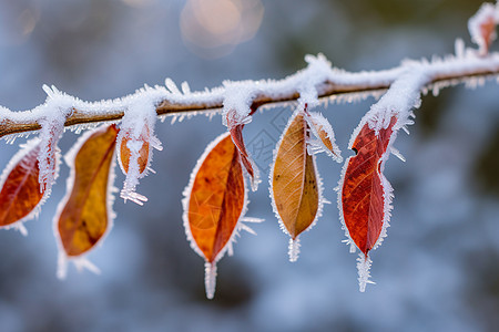 霜降节气冬天落雪结冰的树枝背景