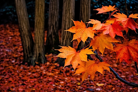 深秋的枫树林图片