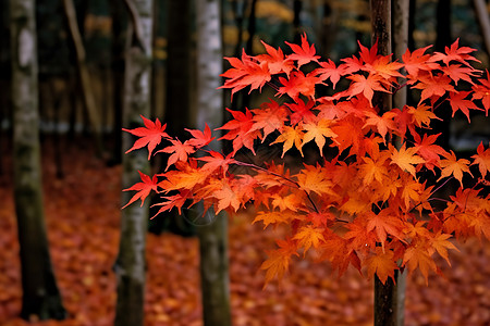 秋分风景枫林和红枫叶背景