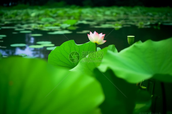 荷花池图片