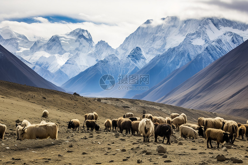 羊群聚集在荒野上图片