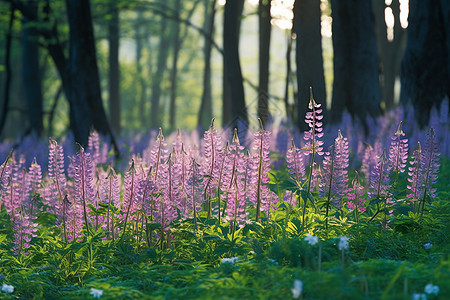 树林里盛开的紫堇图片