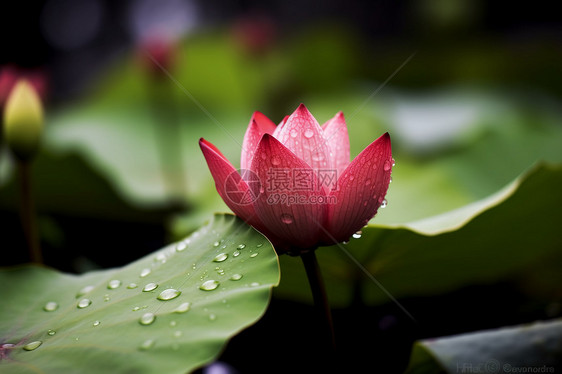 雨后荷花图片