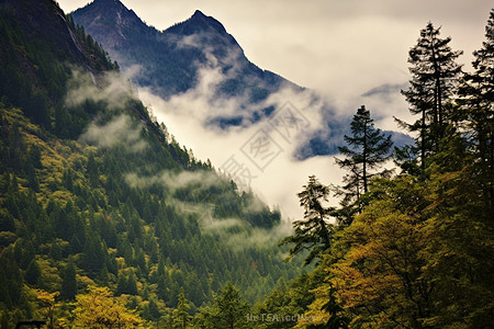 云 延时山脉户外树木森林植物背景