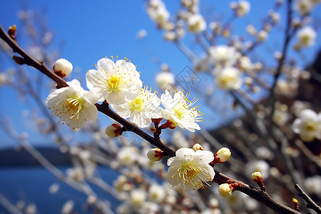 盛开的梅花图片