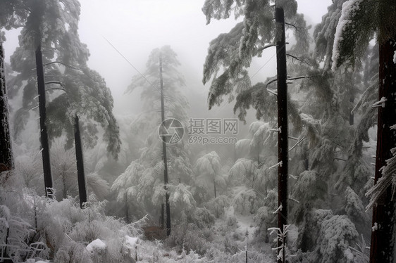 冰雪雾凇图片