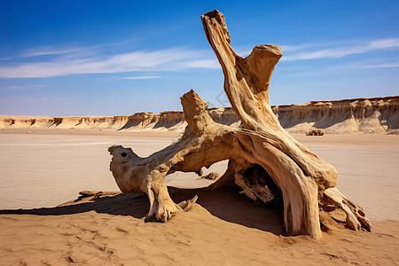 中国地貌地质公园戈壁沙漠风蚀枯木图片