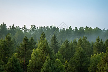早餐薄雾弥漫的树林背景图片