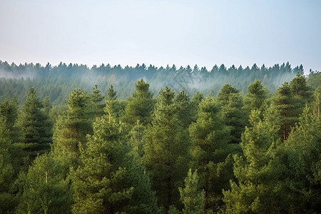 薄雾弥漫的森林图片