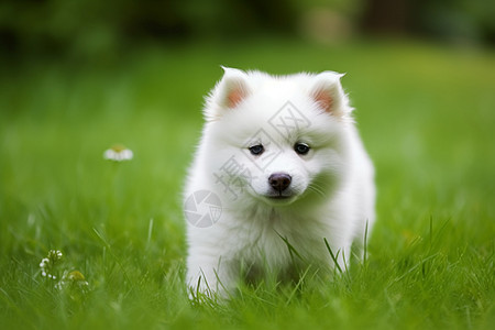可爱的萨摩耶犬图片