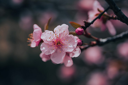 盛开的桃花图片