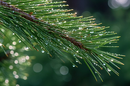 树枝上的雨水图片