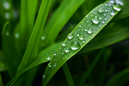 夏天的雨翠绿的植物背景