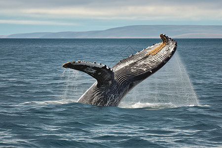 野生动物巨人座头鲸图片