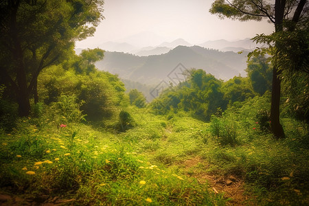 热带雨林种植园绿地图片