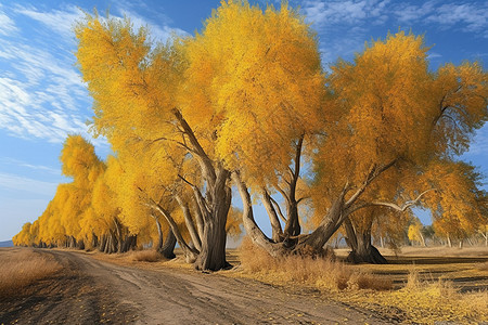 秋天树木的自然风景图片