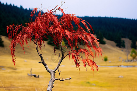 秋天红色枫树植物图片