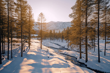日落时分的冬季森林图片