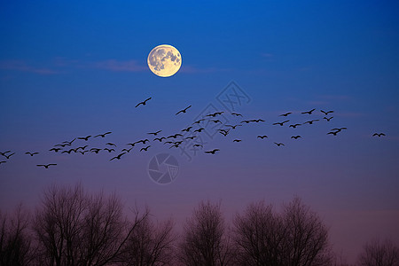 一群大雁夜晚空中飞翔的大雁背景