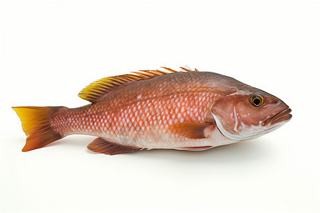 新鲜的石斑鱼背景图片