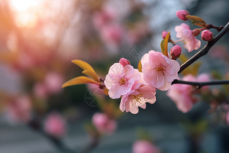 盛开的杏花背景图片