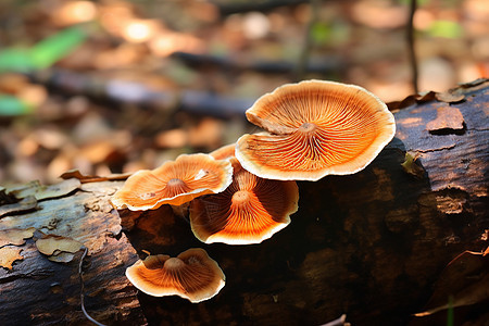 木头里长出的蘑菇图片