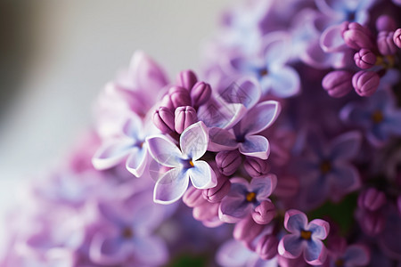 一串小紫花图片